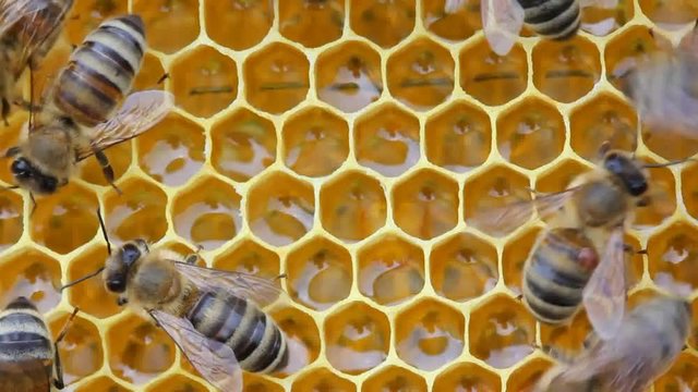 Bee with varroa mite attached to its body