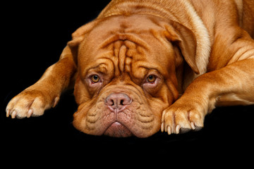 beautiful bordeaux dogue dog
