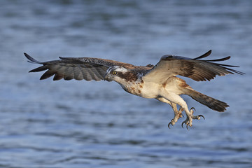 Osprey (Pandion haliaetus)