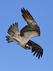 Osprey (Pandion haliaetus)