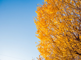 イチョウ　紅葉　空