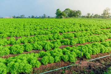 Fototapeta na wymiar green lettuce farm