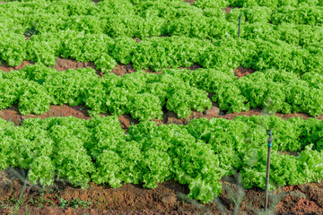 green lettuce farm