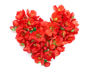 Flower heart. Heart made from red  flowers of quince Japanese on a white background. Valentine's Day
