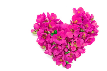 Flower heart. Heart made from  lilac flowers of quince Japanese on a white background. Valentine's Day