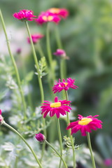 Группа цветущих розовых пиретрумов в саду.