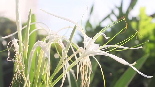 Close up White Spider Lily Flower (Crinum asiaticum L.)