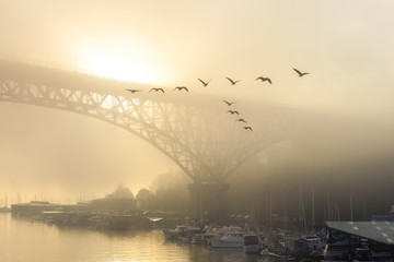 A golden foggy morning over Lake Union with houseboats, bridge and birds