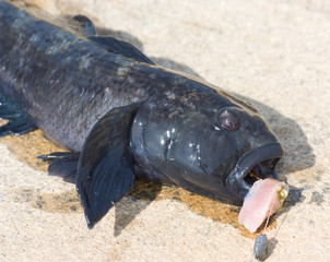 Raw bullhead fish called goby fish on  stone.