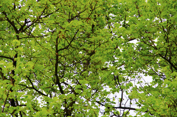 Wśród liści drzew