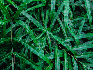 Fresh green leaves. Dark tone leaf in garden for natural tropical texture background and exotic style wallpaper.
