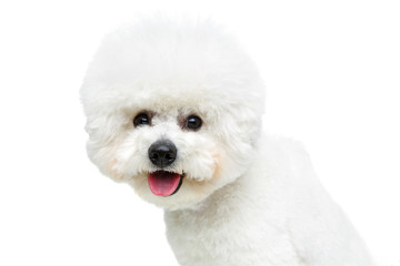 beautiful bichon frisee dog