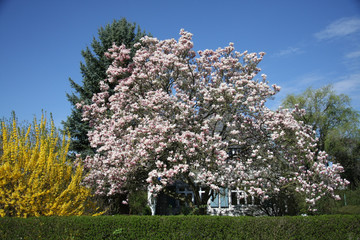 Frühlingsgarten mit Magnolie und Forsythie