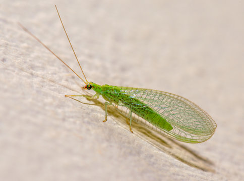 Green lacewing