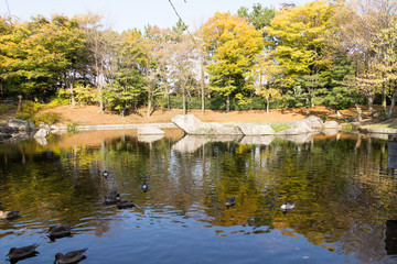 Fototapeta premium Autumn leaves of Sarue Park in Koto Ward, Tokyo, Japan / Opened in 1932 and old, it was known to surrounding residents as precious 