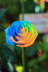 Fototapeta na wymiar flower rainbow