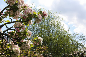 Apfelblüte im Naturgarten