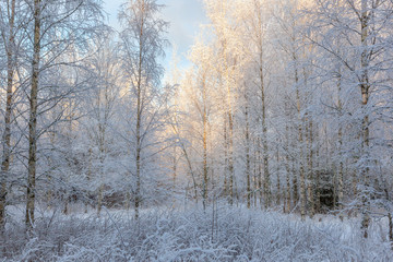 Birch forest with snow and frost in the trees