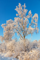 Birch trees with hoarfrost in a winter landscape