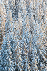 Spruce forest with snow in the winter