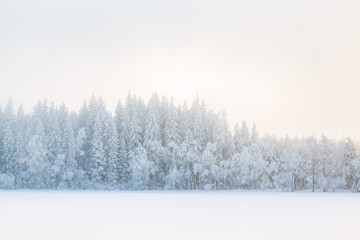 Fog in a winter forest landscape with snow and frost