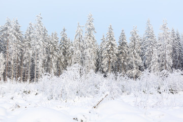 Idyllic winter landscape in the woods