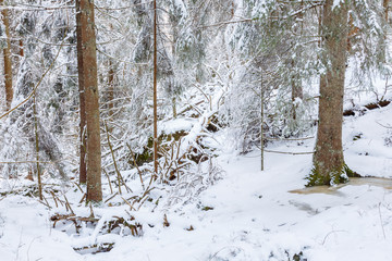 Old growht forest with fallen trees in winter