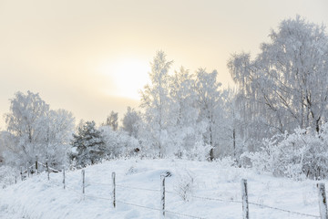 Winter landscape with hoarfrost on the trees