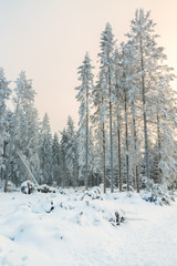 Clearcut in a forest with snow and frost in a beautiful winter landscape