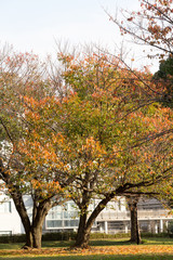 Naklejka premium Autumn leaves of Sarue Park in Koto Ward, Tokyo, Japan / Opened in 1932 and old, it was known to surrounding residents as precious