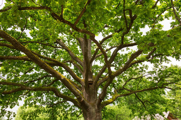 Old oak tree in park of the Mikhailovskoye village, Pushkinskiye Gory Reserve, Russia