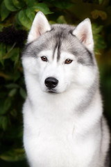 Naklejka na ściany i meble White And Gray Adult Siberian Husky Dog Or Sibirsky Husky