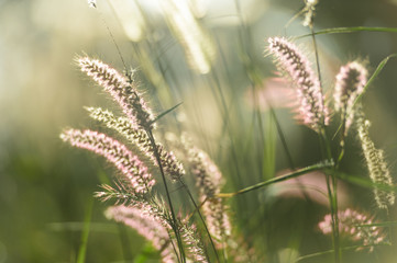 Naklejka premium Field of grass in soft focus