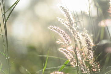 Field of grass in soft focus