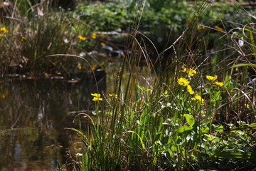 Sumpfdotterblumen am Gartenteich