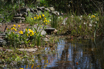 Sumpfdotterblumen am Gartenteich