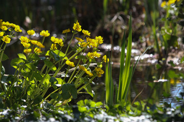 Sumpfdotterblumen am Gartenteich