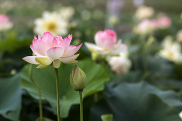 Obraz premium 蓮の花