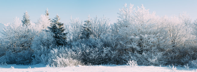 Frozen trees panoramic