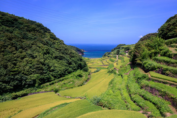浜野浦の棚田＠唐津市