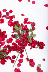 Image of roses and petals on white background, copy space