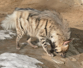 Funny Striped hyena (Hyaena hyaena)