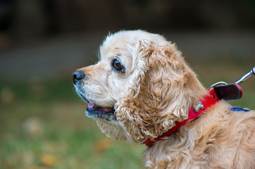 Cocker Spaniel close-up