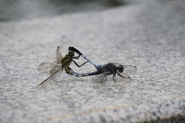 シオカラトンボのペア