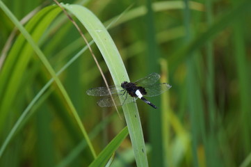コシアキトンボ