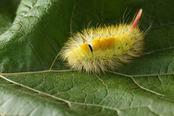 Caterpillar on leaf