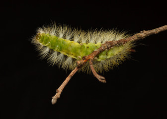 Hairy caterpillar underneath