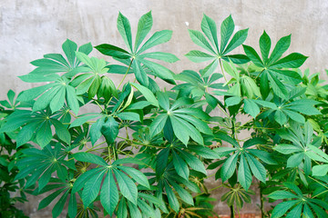 Tropical vegetation.