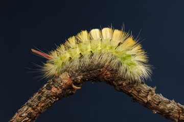 Yellow caterpillar curved on branch