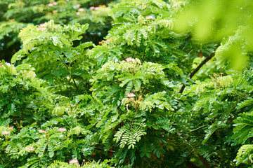 Tropical vegetation.